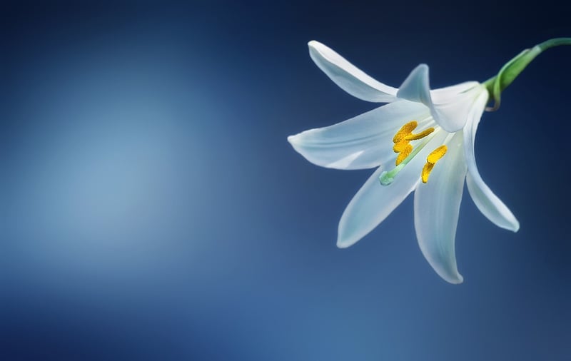 Dragon Lily